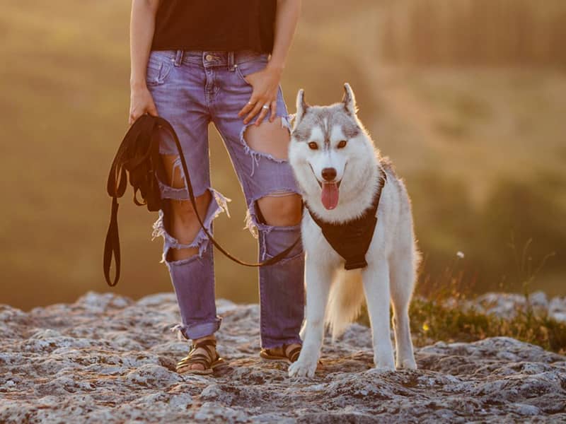 Custom dog harness manufacturing