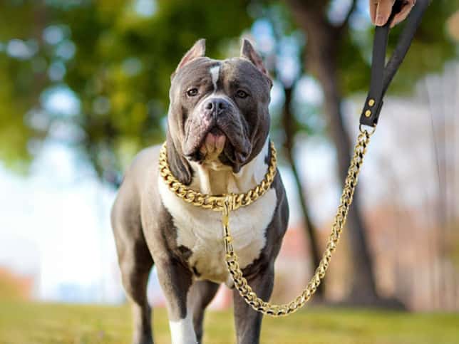 Luxury Cuban dog collar and leash set in gold finish