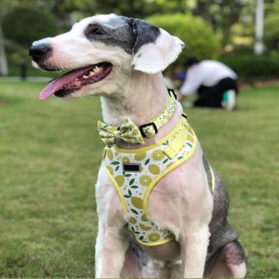 Harness Leash Set Manufacturer