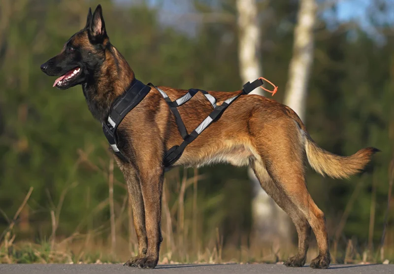 Types of dog harnesses guide