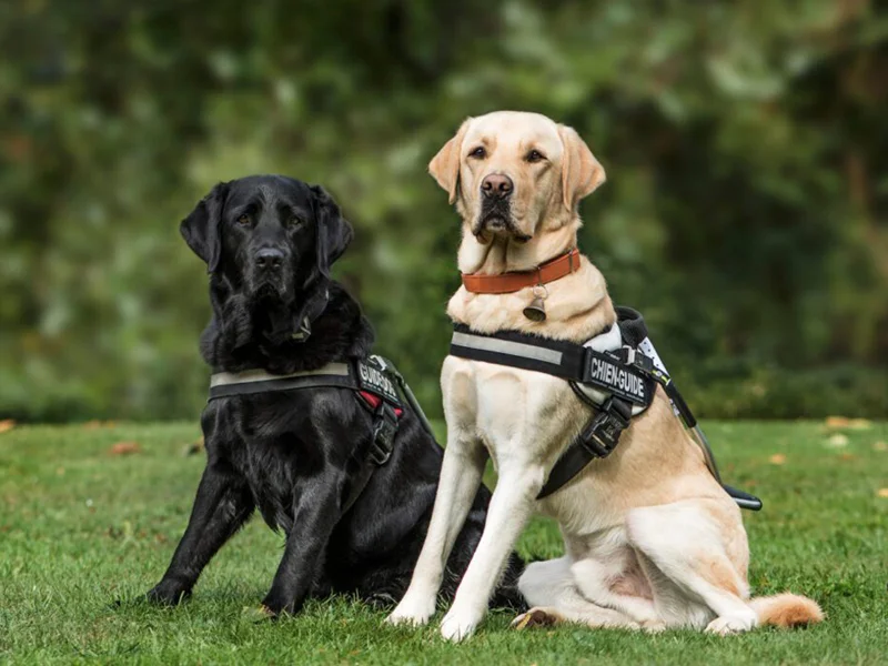 High quality custom dog harness manufacturing