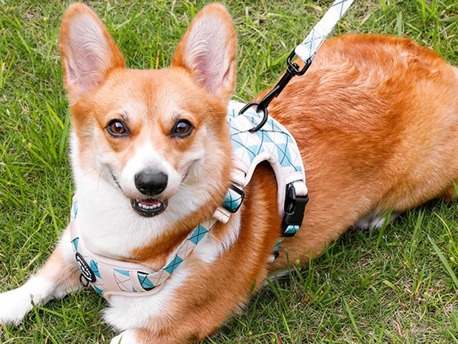 Custom dog harness and leash set manufacturing