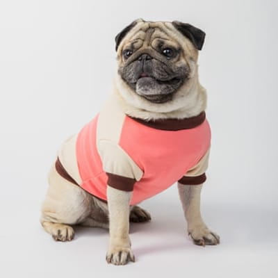 dog apparel manufacturer.