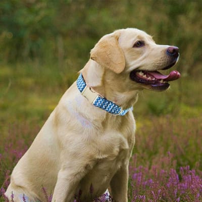 dog collar manufacturer