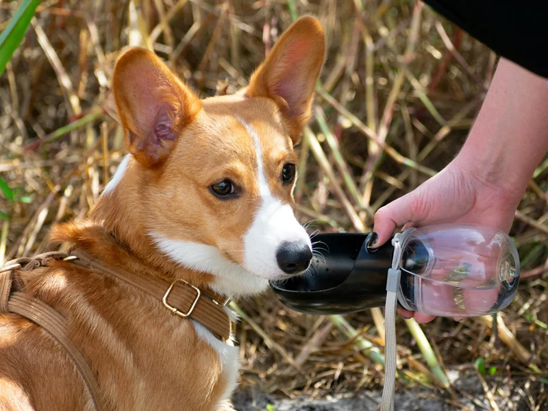 Portable pet bowls and travel accessories