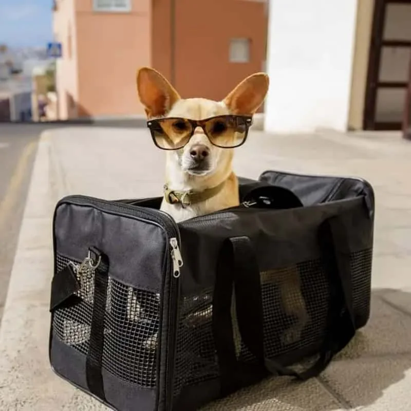 Pet travel carriers and bags