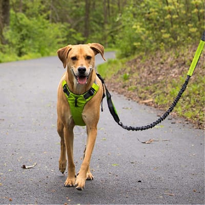 dog leash manufacturer