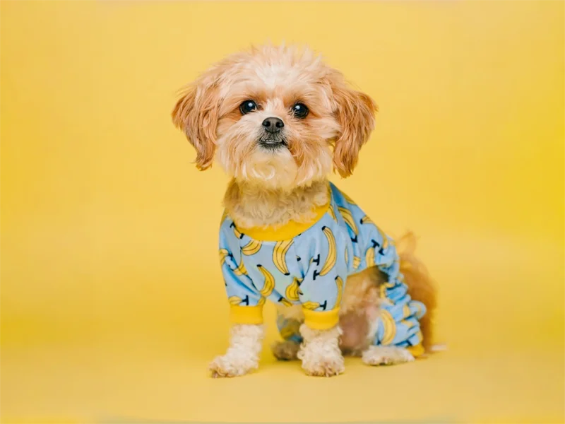 Custom dog clothing manufacturing - premium dog jackets and apparel