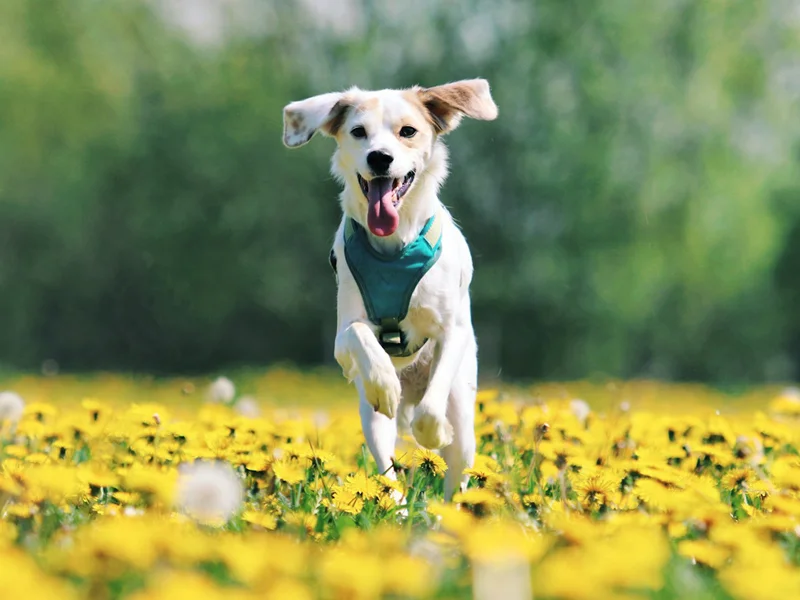 Professional pet brand manufacturing and development