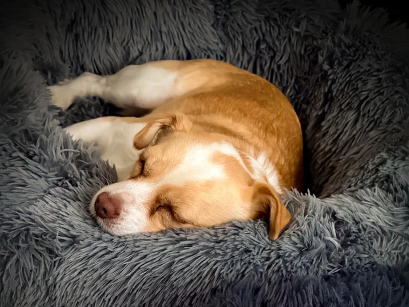 Premium pet bed in modern home setting