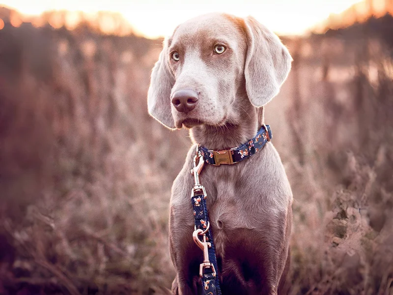 Custom dog collar manufacturing with premium materials and craftsmanship