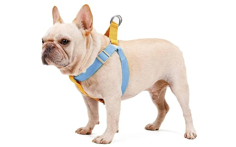 Dog harness care and maintenance