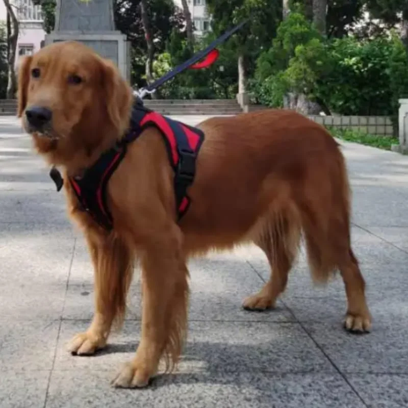 Adventure Harness Series