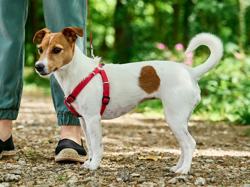 Customer case 3 - Eco-friendly collection