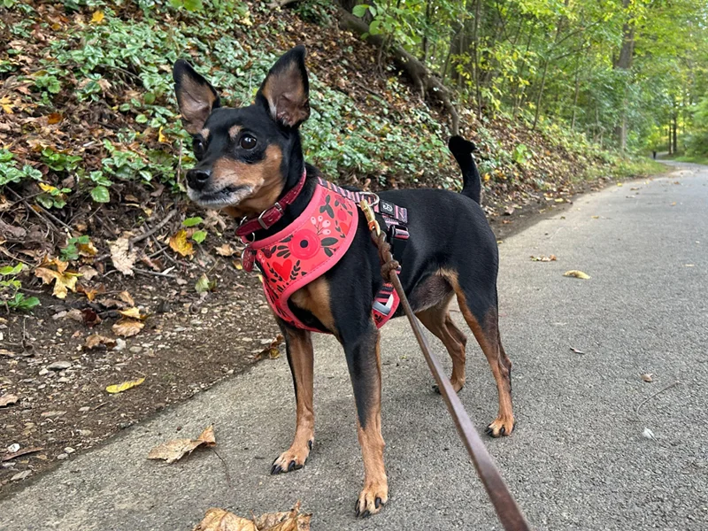 Customer case 1 - Premium harness sets